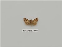 藏品(夜蛾764)的圖片